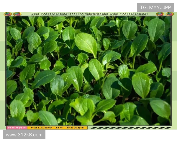 深入浅出：白菜讲解视频带你了解白菜的种植与烹饪技巧